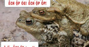 Động vật + "chuyện ấy" ! (16+) 1 Động vật + “chuyện ấy” ! (16+)