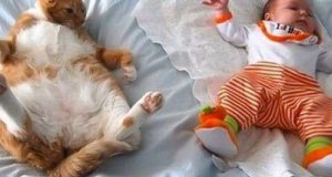 Mèo thật hài hước 10 Mèo thật hài hước