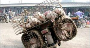 Các "siu nhưn" chở hàng 43 Các “siu nhưn” chở hàng