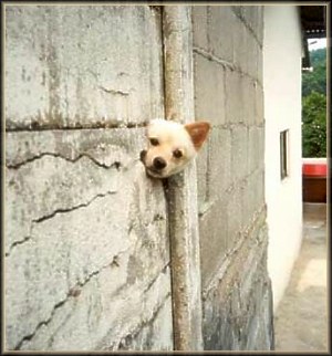 Ảnh vui động vật siêu hài hước cười không đỡ nỗi 7 Chó, funny picture, Hình vui, hình vui nhất, Mèo, Vui nhất, Động vật