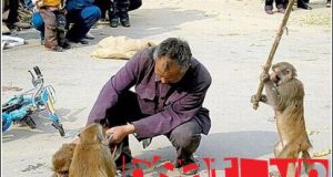 Rắc rối với động vật 3 Rắc rối với động vật