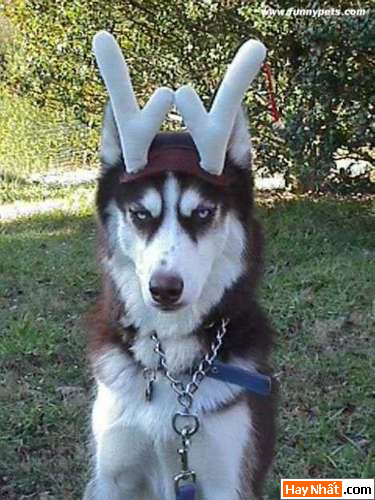 thumbnail_antlers Funny pic,hình vui,ảnh vui,ảnh ngộ nghĩnh,ngộ nghĩnh,ảnh đẹp,chó,động vật