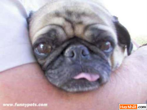thumbnail_arm Funny pic,hình vui,ảnh vui,ảnh ngộ nghĩnh,ngộ nghĩnh,ảnh đẹp,chó,động vật