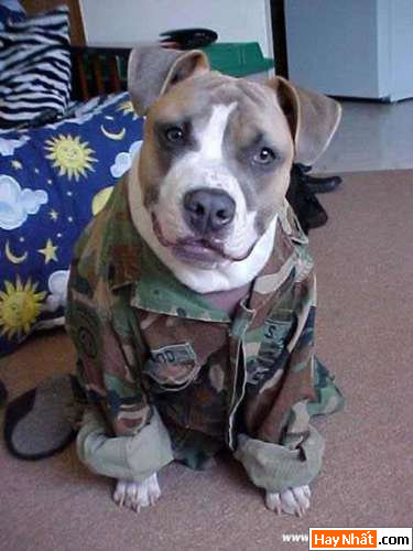 thumbnail_armyreve Funny pic,hình vui,ảnh vui,ảnh ngộ nghĩnh,ngộ nghĩnh,ảnh đẹp,chó,động vật
