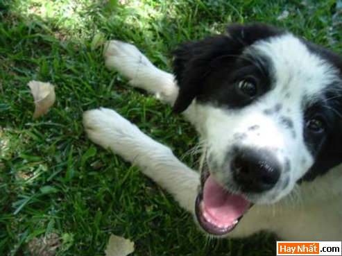 thumbnail_ashley Funny pic,hình vui,ảnh vui,ảnh ngộ nghĩnh,ngộ nghĩnh,ảnh đẹp,chó,động vật