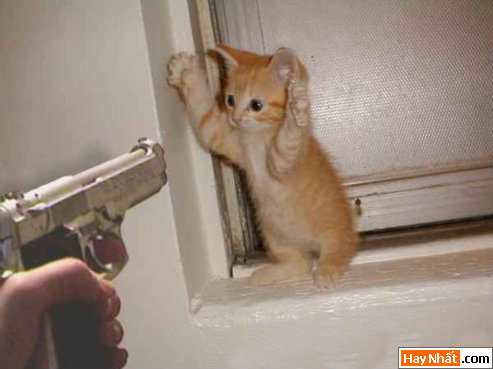 Ảnh vui động vật cười không đỡ nỗi 5 funny picture,hình vui,động vật,hình vui nhất,vui nhất,chó,mèo