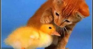 Ảnh vui động vật siêu hài hước cười không đỡ nỗi 9 Ảnh vui động vật siêu hài hước cười không đỡ nỗi