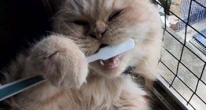 Năm Mèo cười hình.. Mão 27 Năm Mèo cười hình.. Mão
