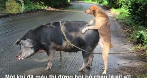 Một khi đã máu! 5 Một khi đã máu!