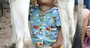 Sữa tươi nguyên chất chính hiệu 13 Sữa tươi nguyên chất chính hiệu