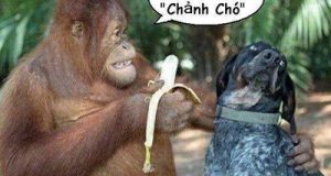 Cô nàng chảnh chó 18 Cô nàng chảnh chó