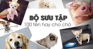 Hướng dẫn đặt tên cho chó để cún ngoan, biết nghe lời 1 Hướng dẫn đặt tên cho chó để cún ngoan, biết nghe lời