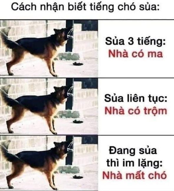 Ý nghĩa tiếng chó sủa 1 Ý nghĩa tiếng chó sủa